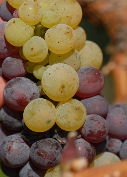 Farbmutation roter zu weissem Riesling ANT 1199